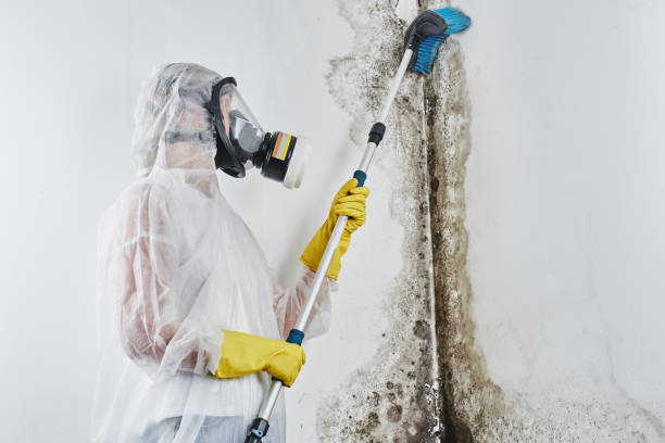 Best Professional Mold Removal  in Chatsworth, GA