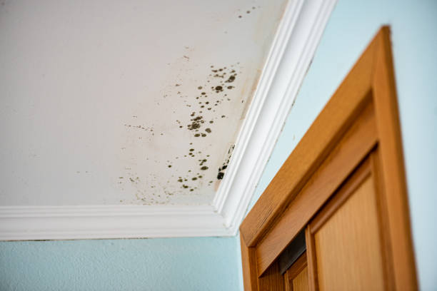 Best Emergency Mold Removal  in Chatsworth, GA