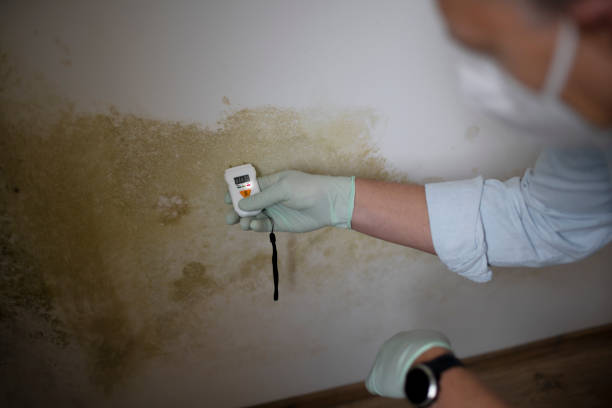 Best Commercial Mold Removal  in Chatsworth, GA