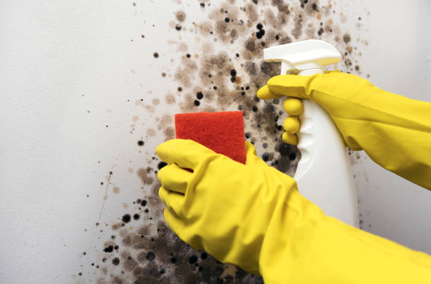 Best Attic Mold Removal  in Chatsworth, GA